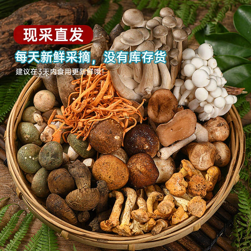 云南鸡枞菌新鲜牛肝菌新鲜松茸菌鸡腰子菌农家手工自晒野生青头菌
