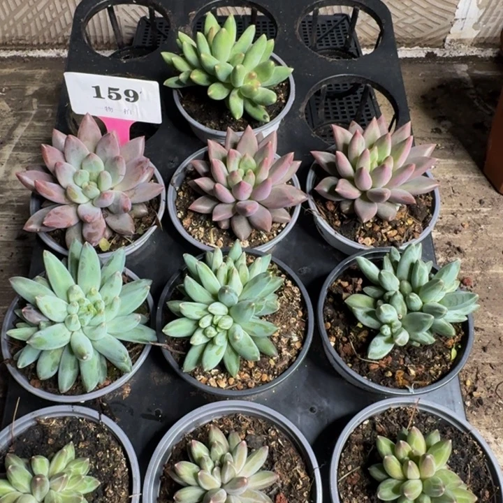 159多肉植物一物一拍