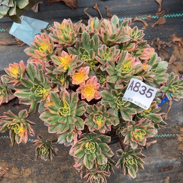 微瑕甜茶多肉植物835.