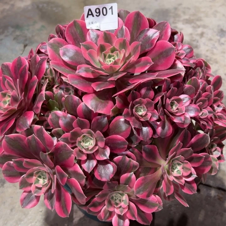 901粉女妖33厘米左右