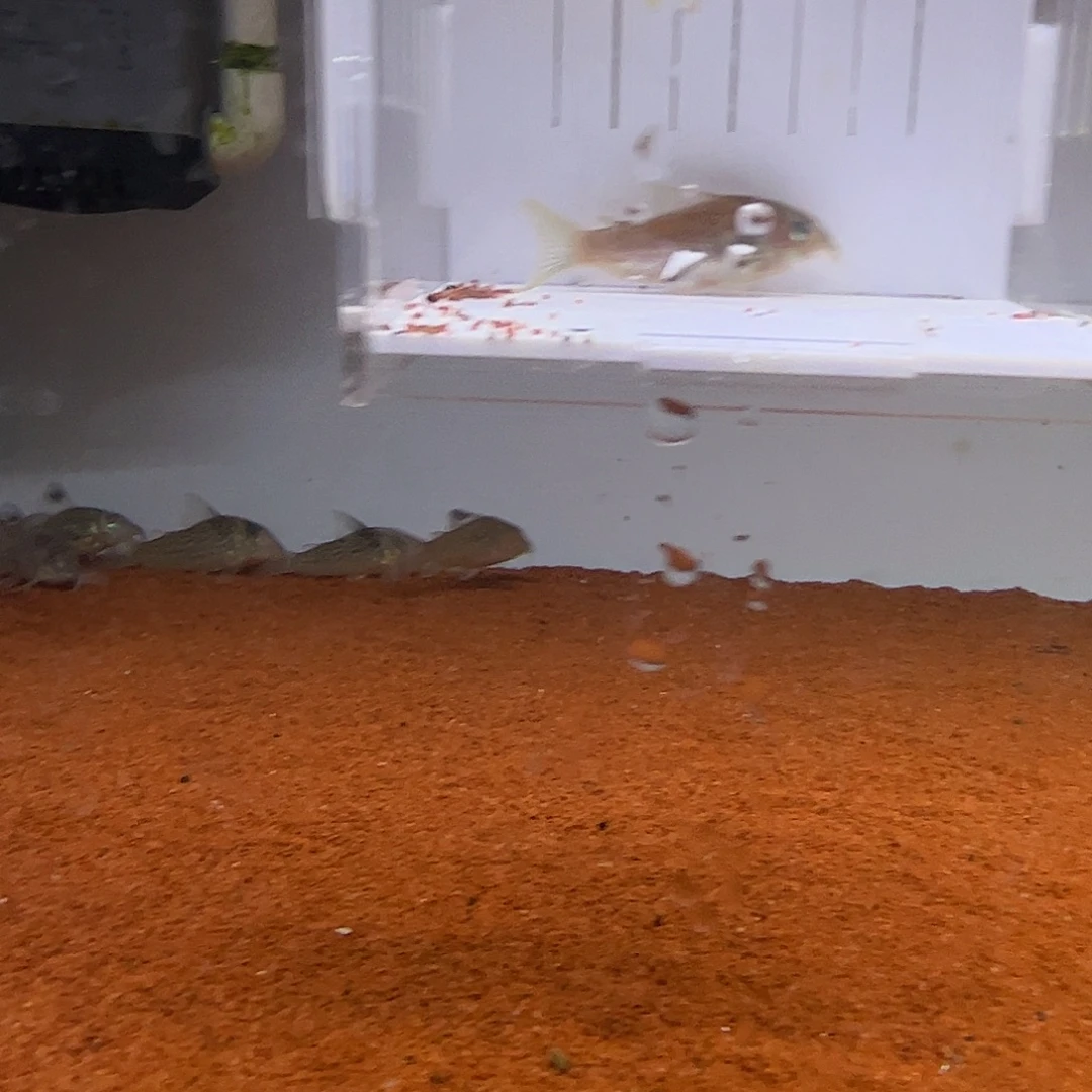 鼠鱼金线红三条包邮