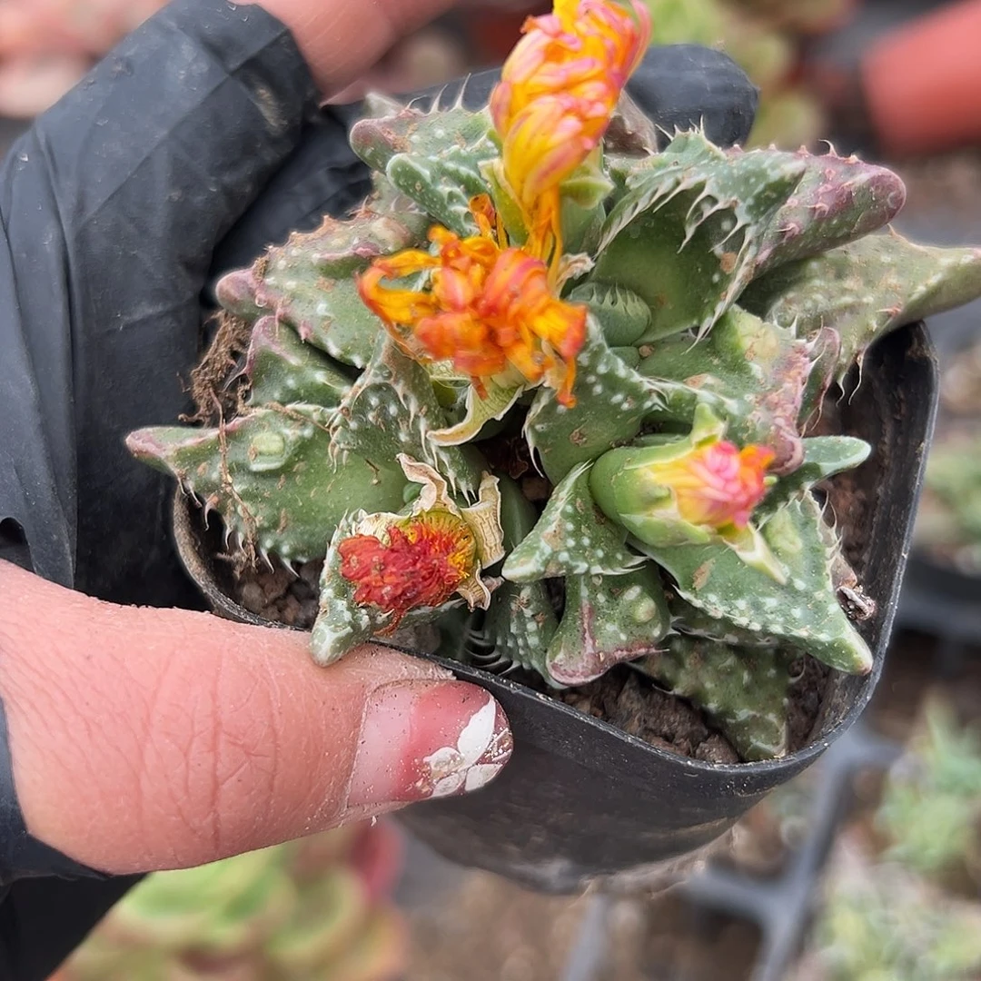 多肉植物狮头怒涛