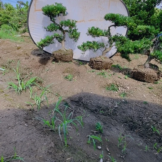 完全开放四季常青树小叶确实有汗松
