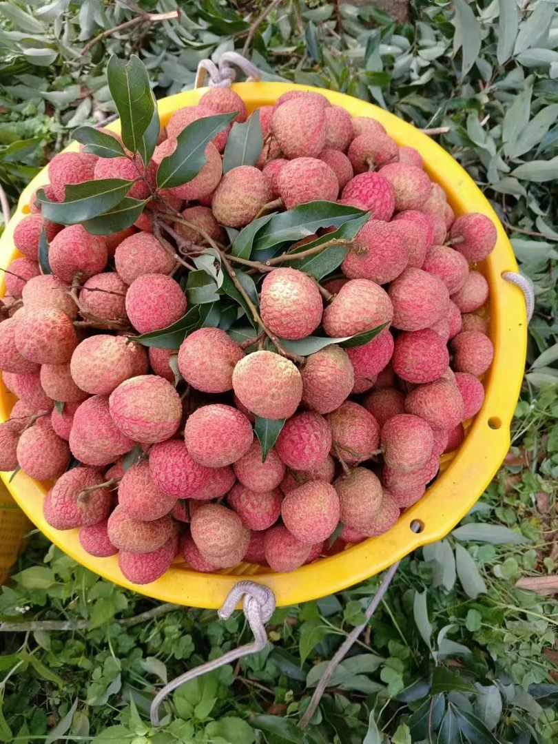 [广东省内包邮]老树白糖罂荔枝果园直发现摘爆汁空运配送不泡水
