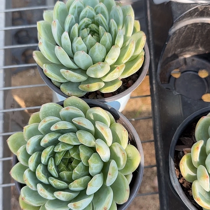 ****伱青蛙王子儿童牙膏11