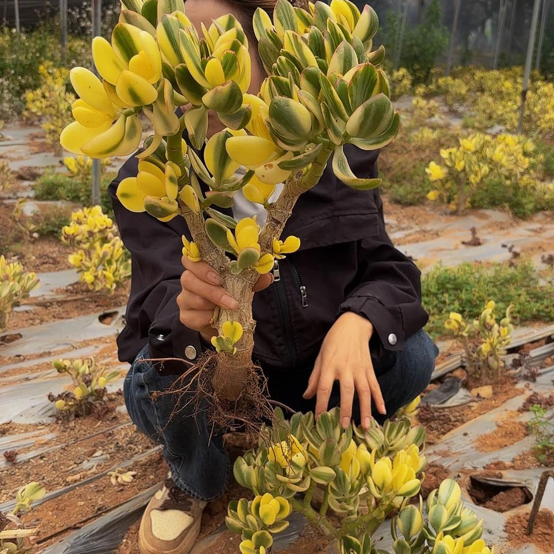 9新花月锦多肉植物