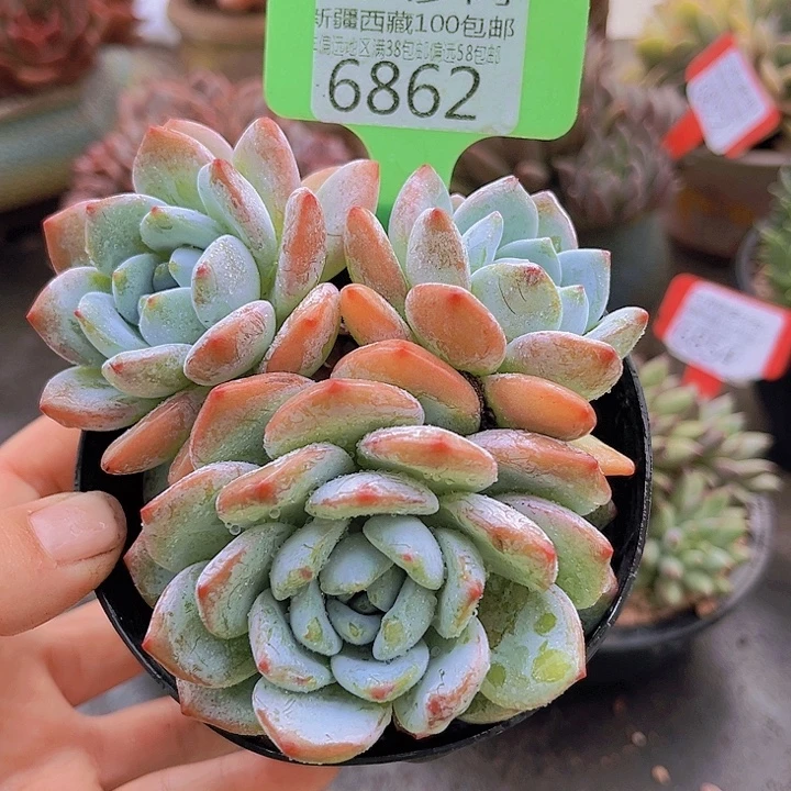 6862冷香。