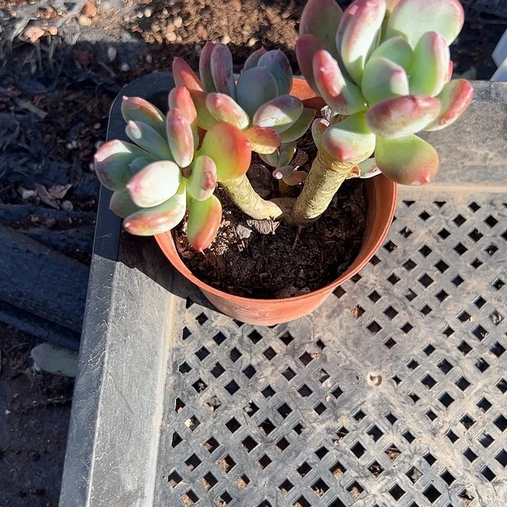 ****丽灰姑娘多肉植物精品