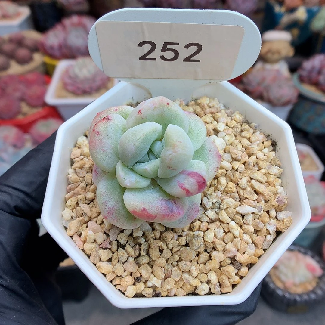 252 下播福利拍多肉