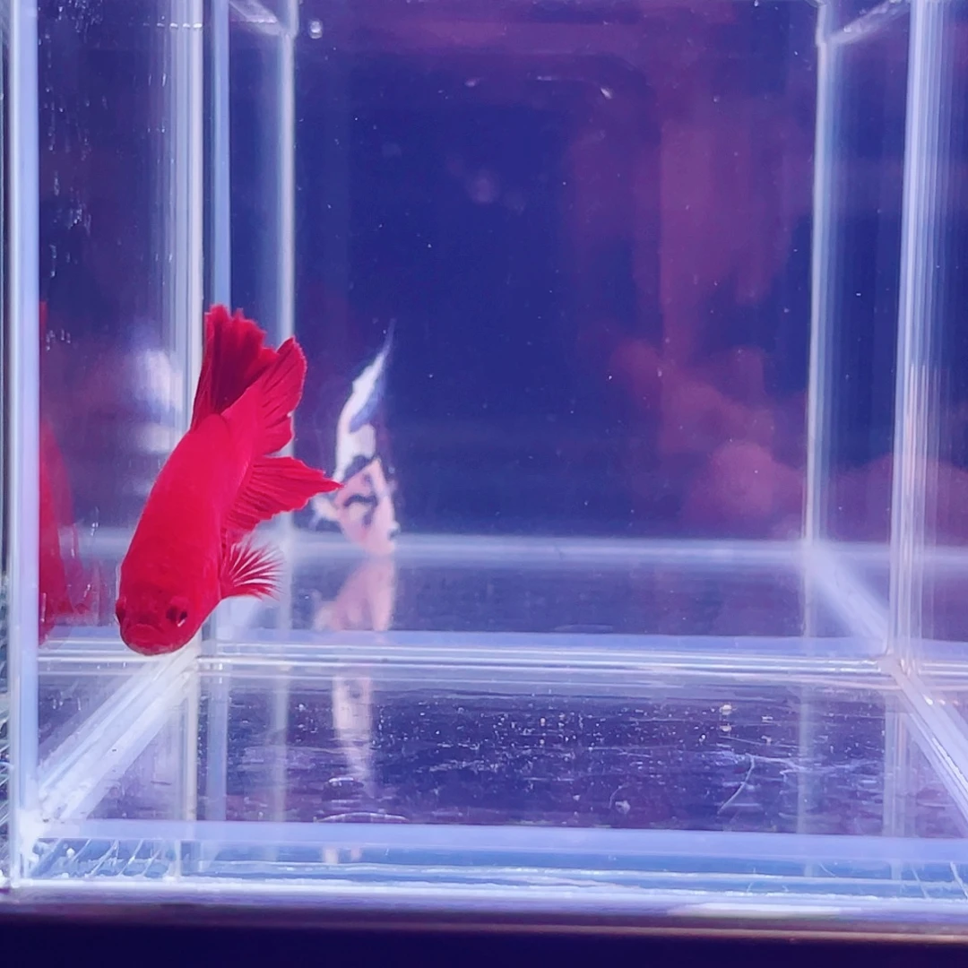 斗鱼印尼斗鱼跑单小黑屋002