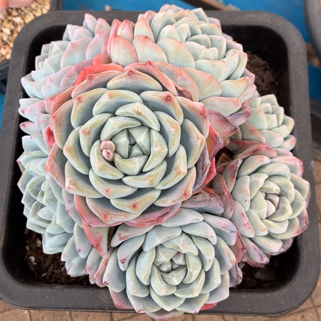 橙梦露橙梦露橙梦露橙梦露