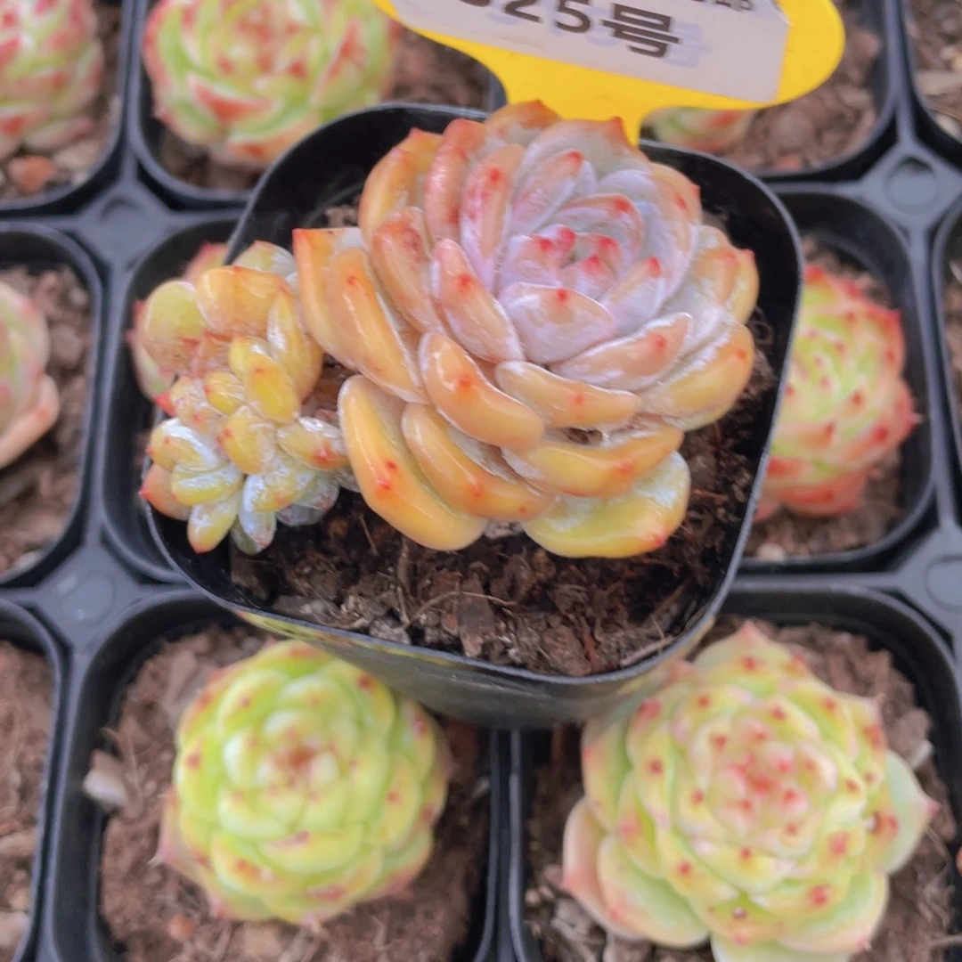 325号 龙头石榴籽星影缀化