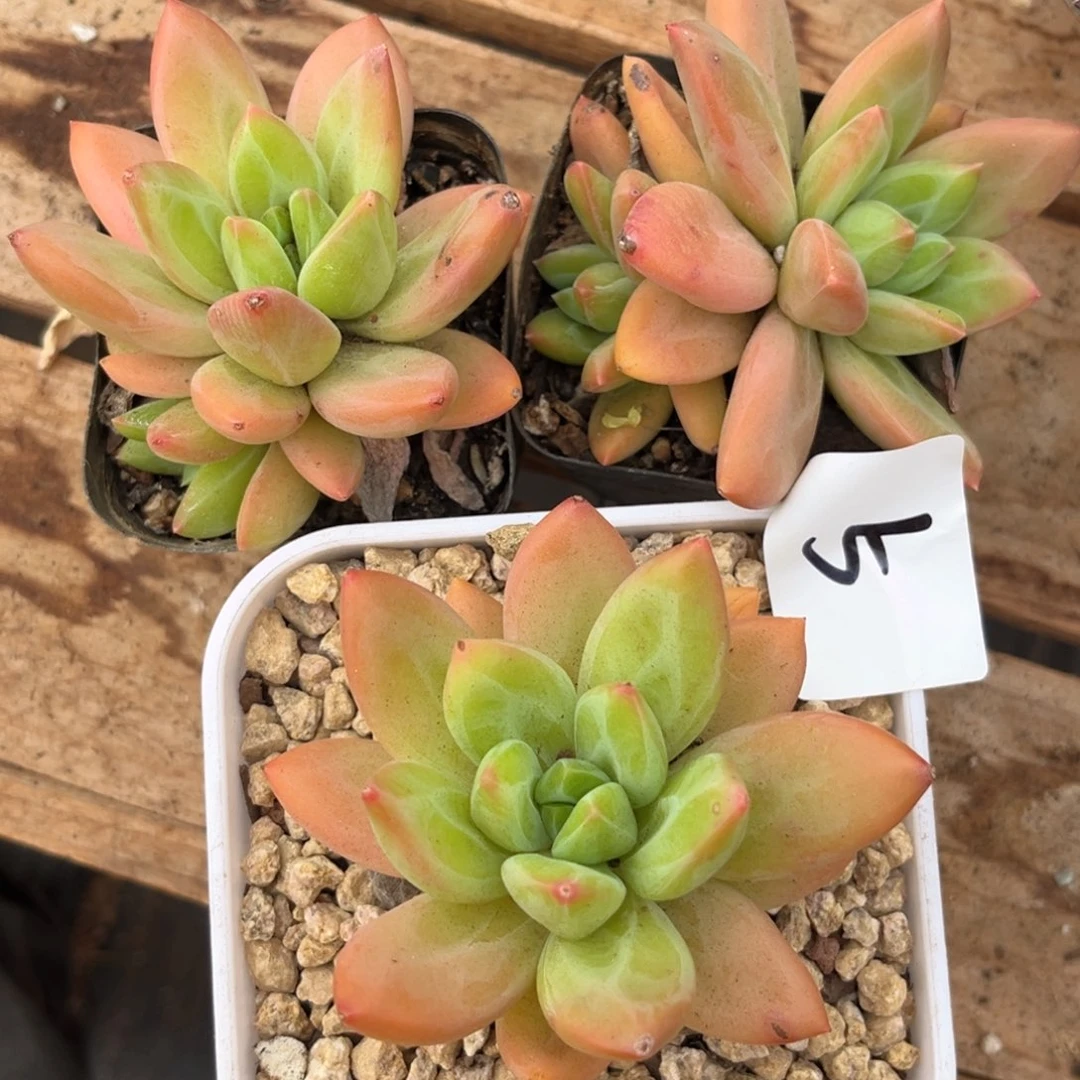 11.9-5海洋之歌三个1111111