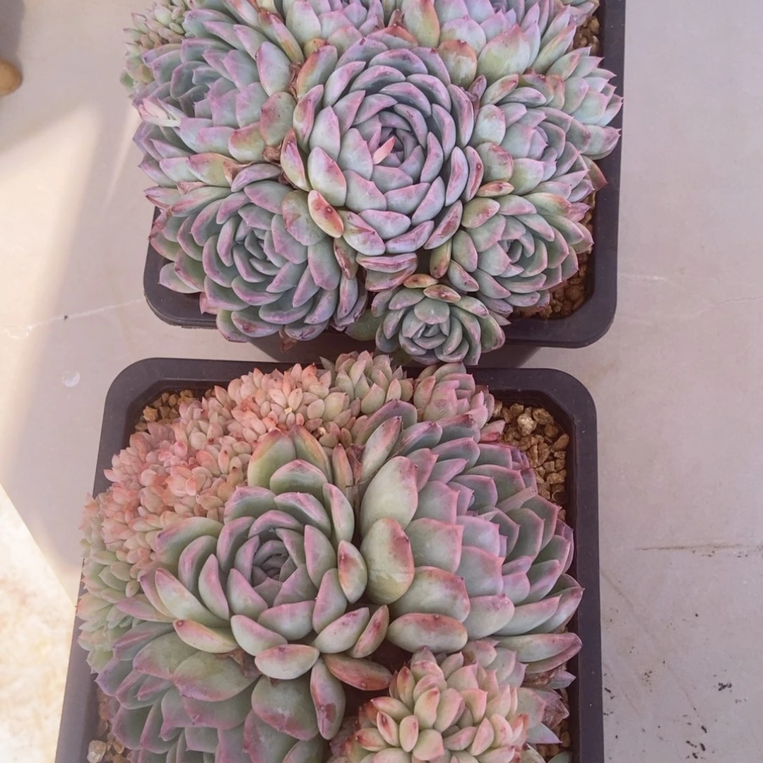 请***叻莎莎女王有砍2颗多肉多肉