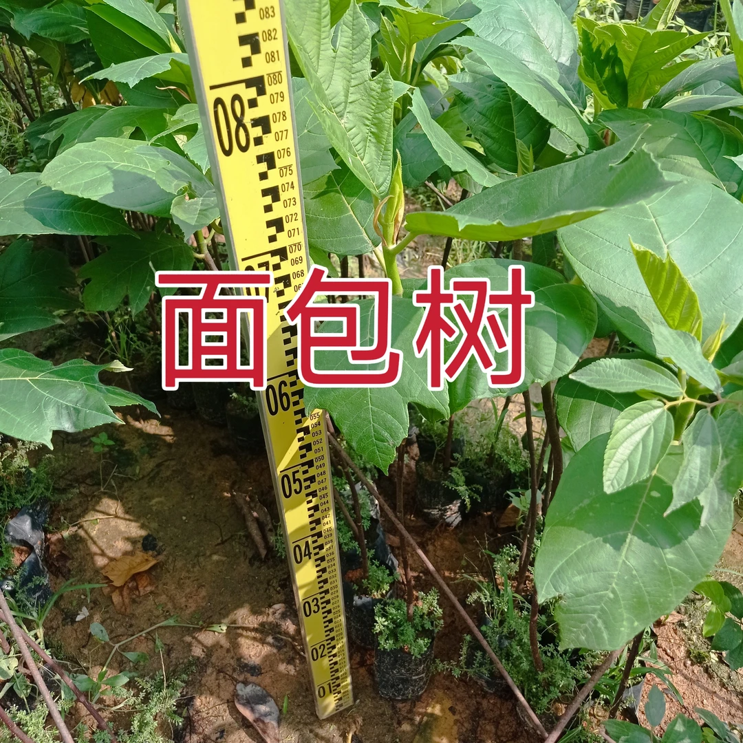【面包树面包果】罗蜜树马槟榔面磅树庭院大型绿植结果绿植