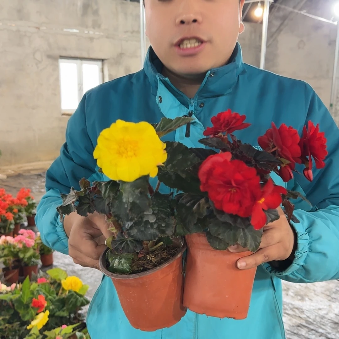 夫妻黄➕摩卡红花苞发货，掉花折叶正常介意勿拍，不拍保温冻死不售