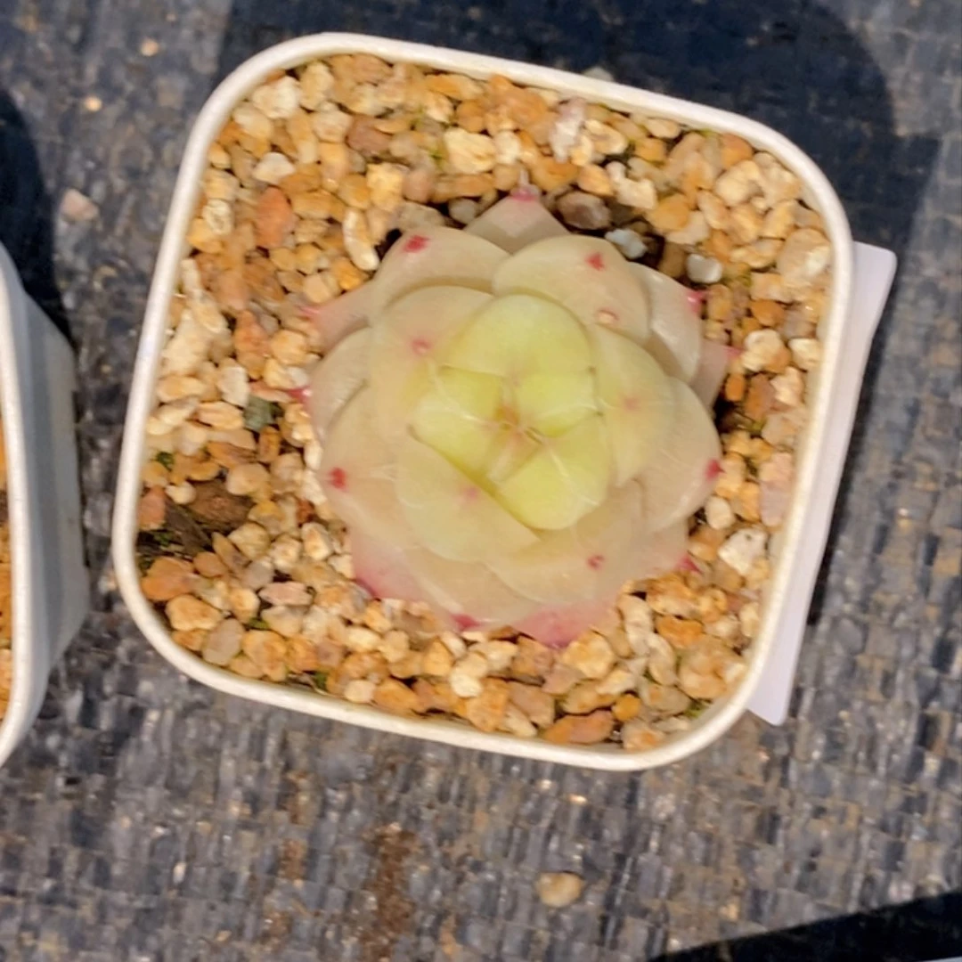 有*707多肉多肉多肉多肉多肉多肉