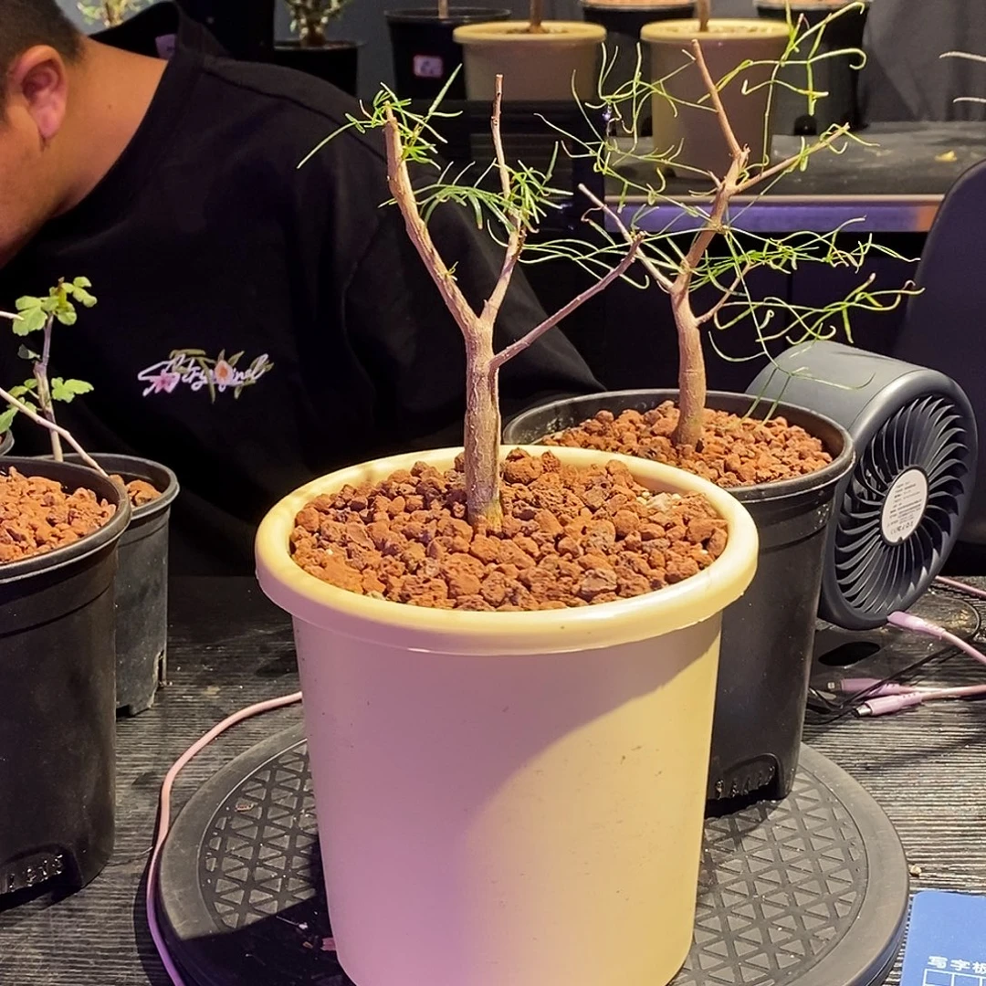 帕卡裂榄实生一个