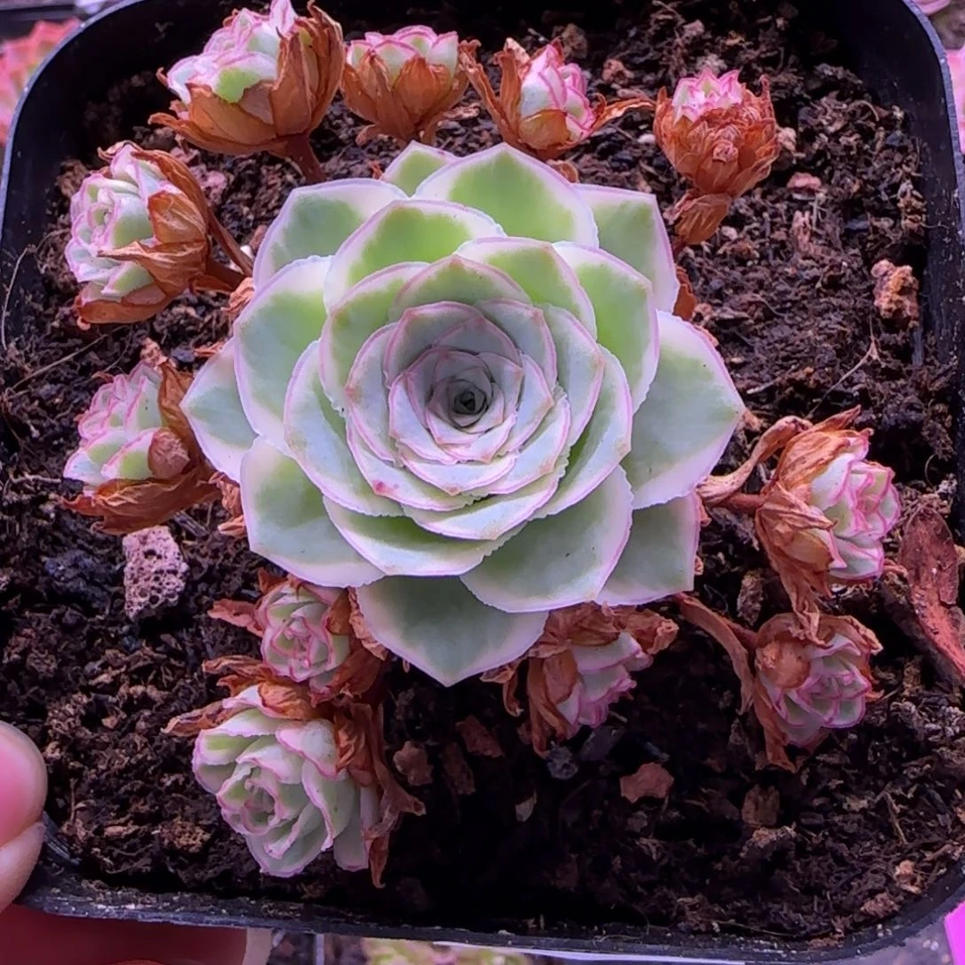 半城玫瑰十方杯优选秋夕908