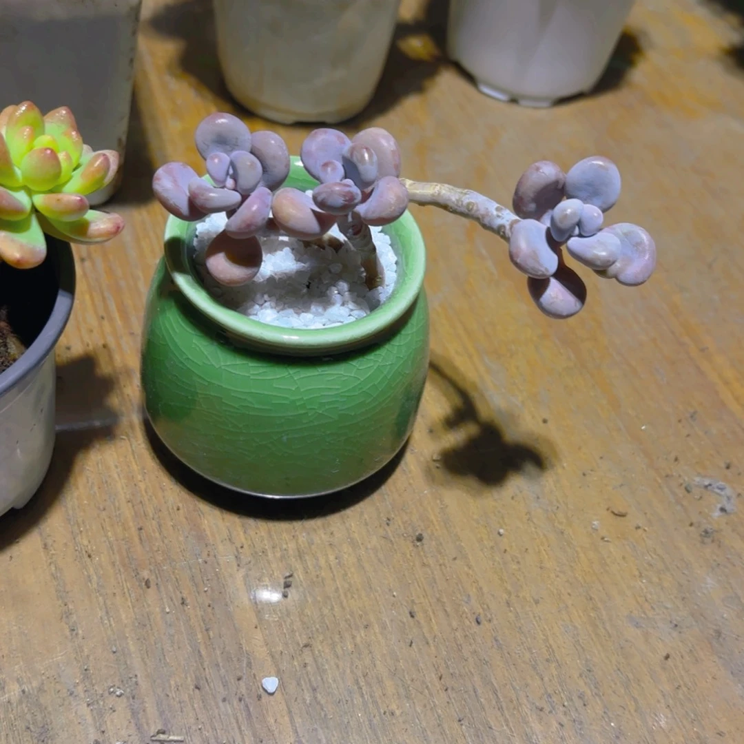老桩桃蛋新疆包邮