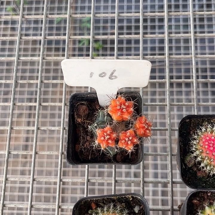 千***发我也不知道我为什么会