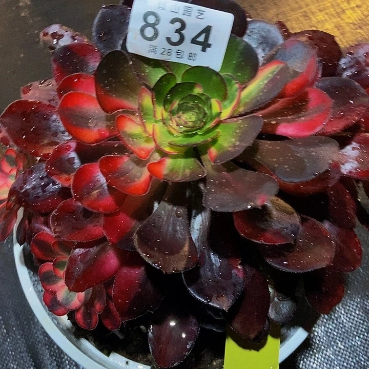 L*妮934号多肉寄养发货