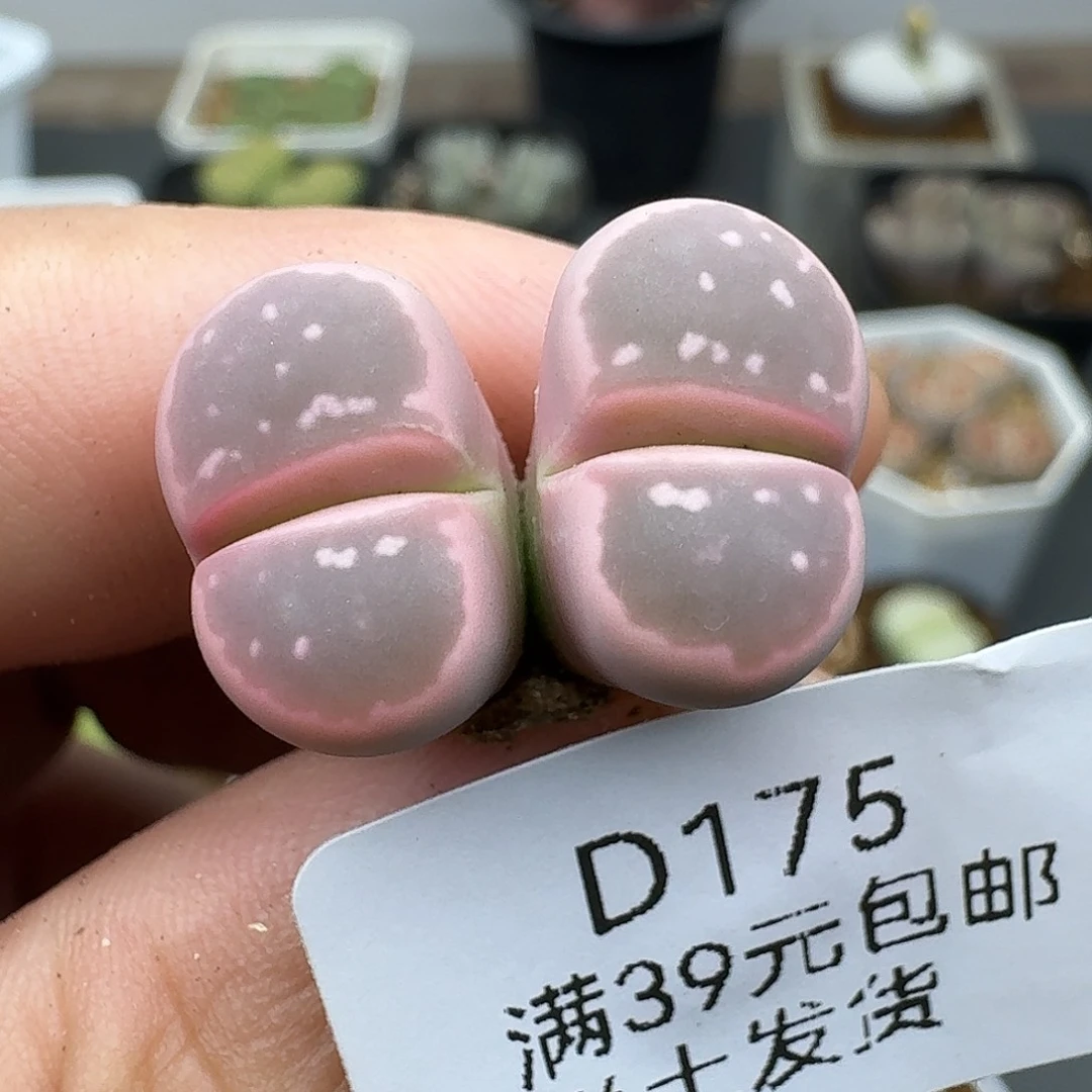 175尺寸很小哈哈哈哈哈哈