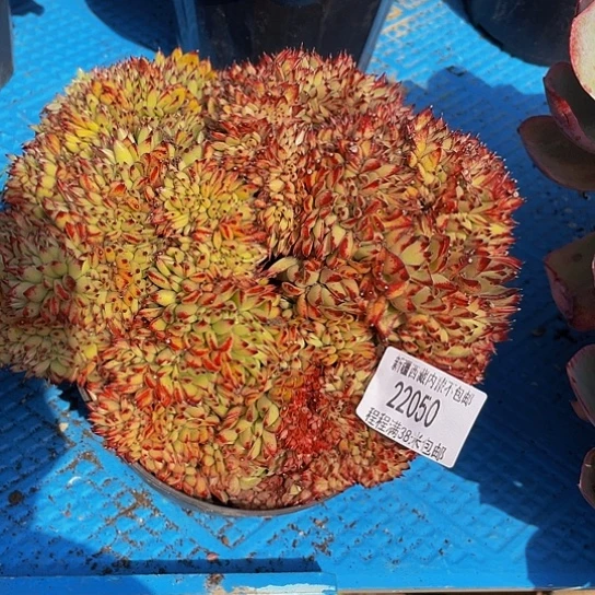 唯*一东云缀22050多肉