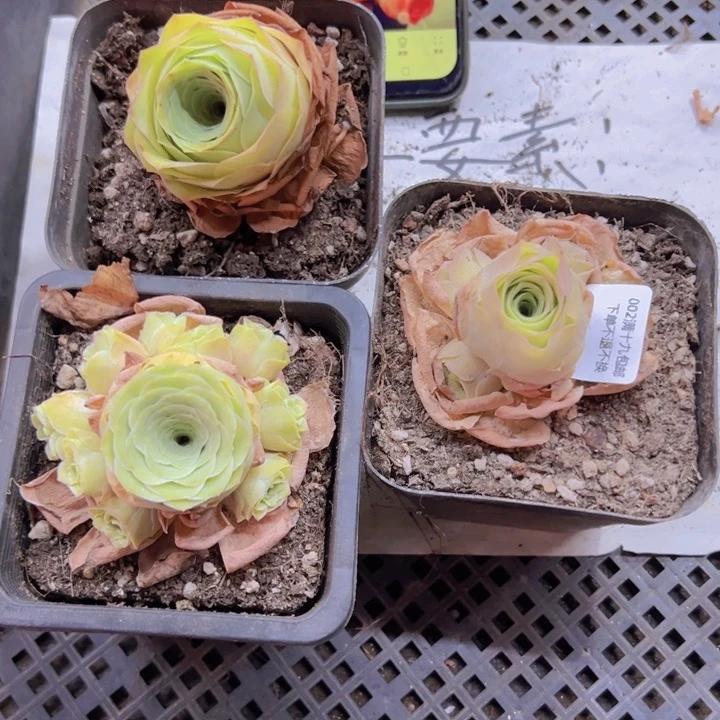 002 裸根不带土发货