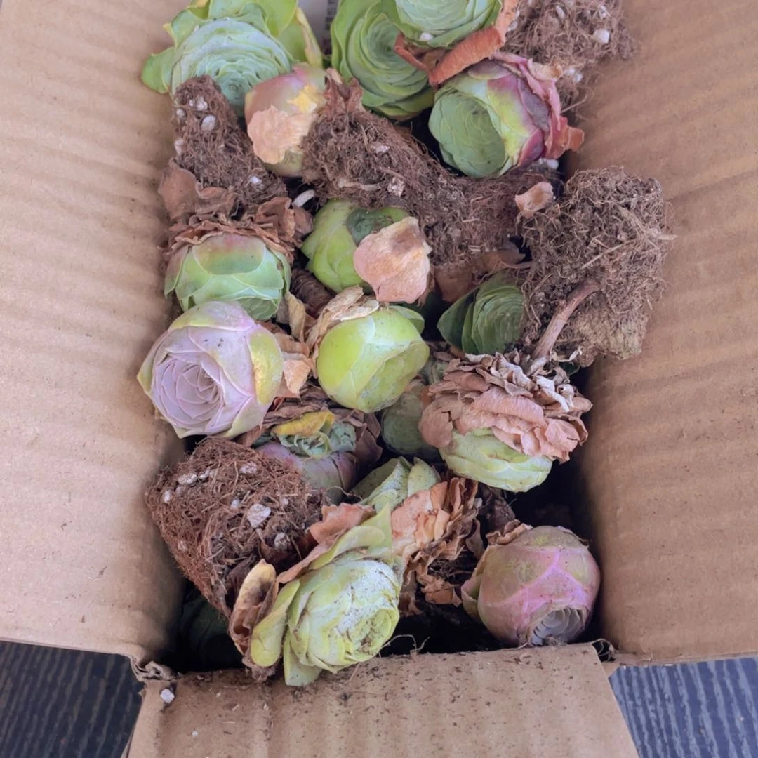 保底三十二颗量拍88888