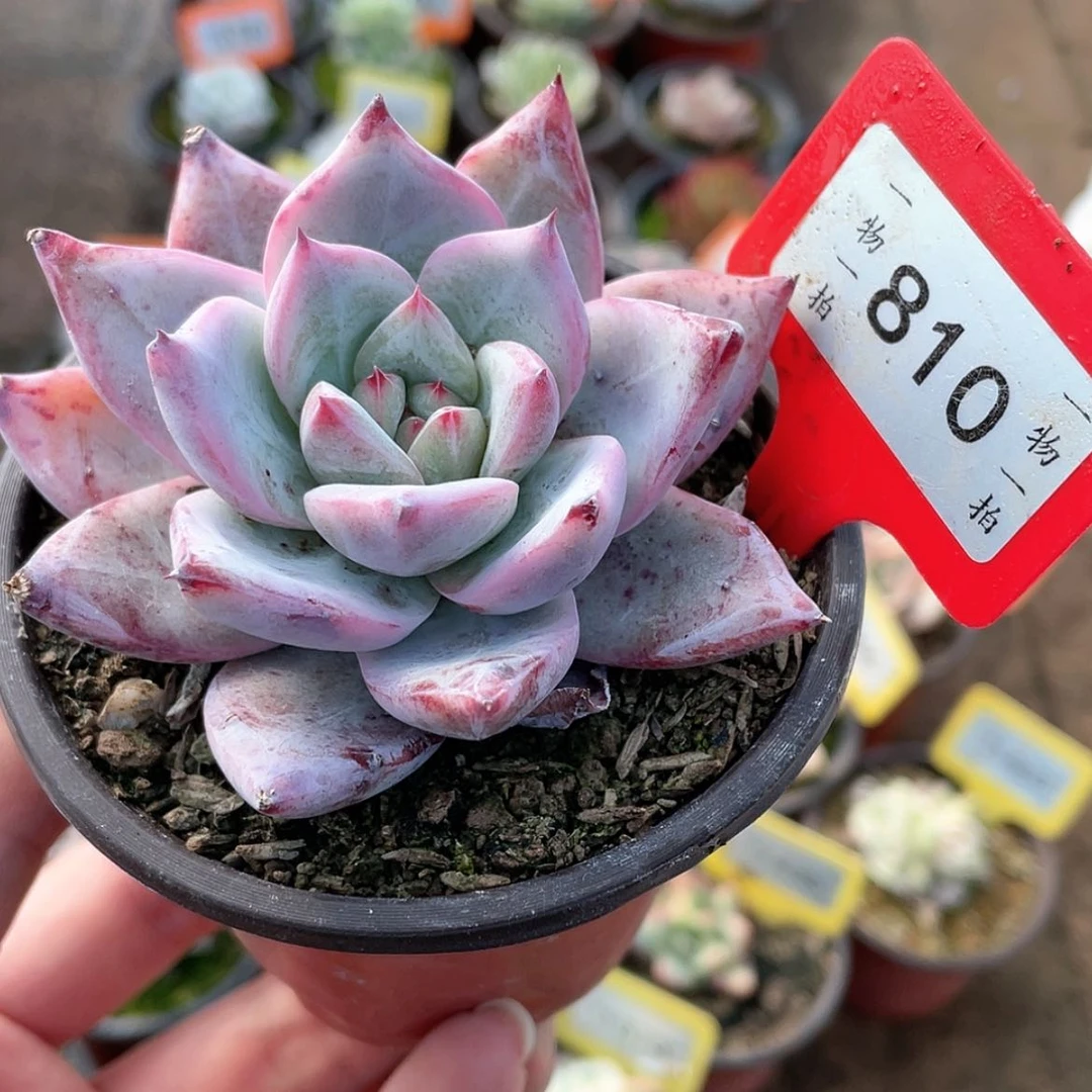 【闪购商品】810号