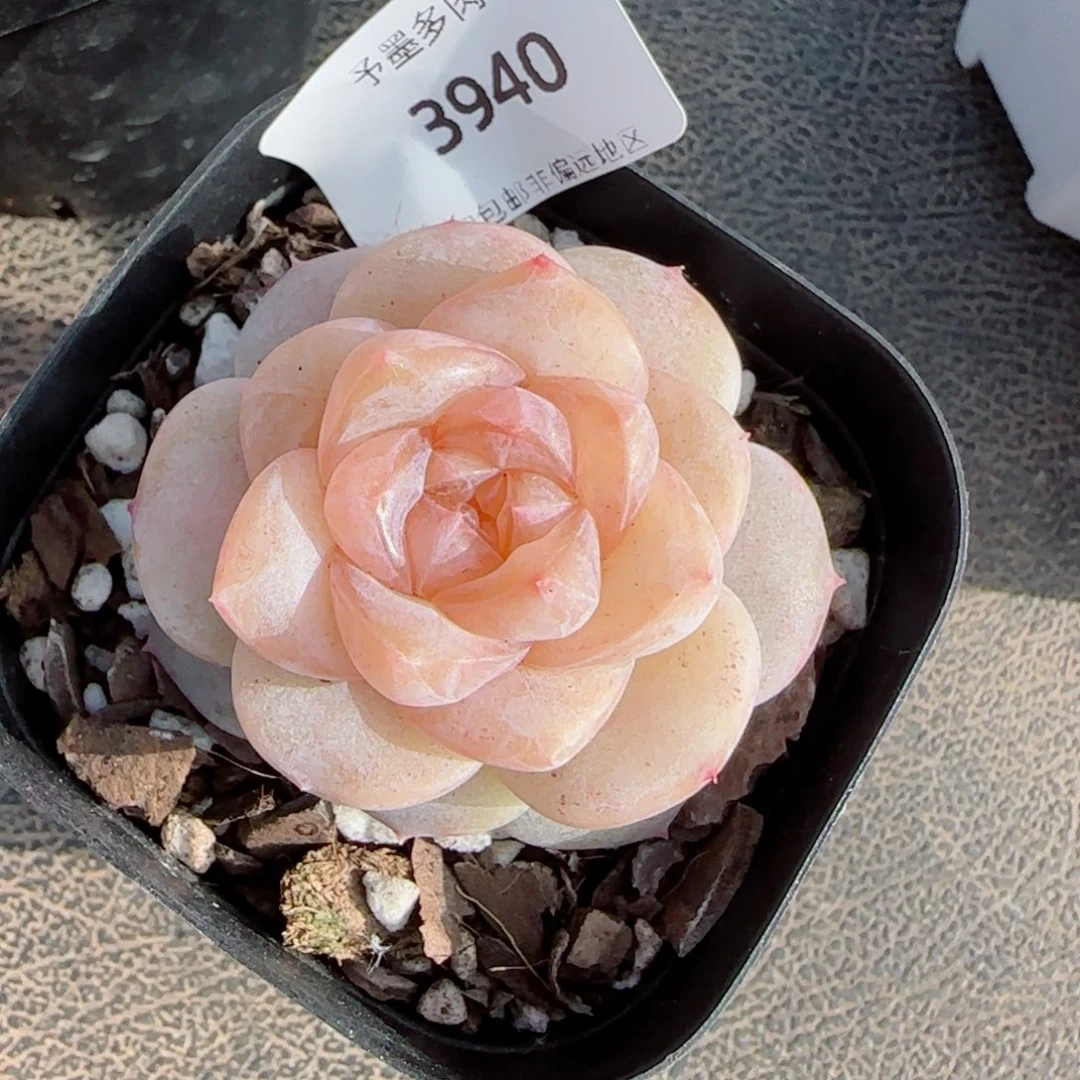 冰奶糖，3940多肉植物