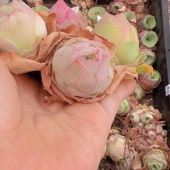 山地玫瑰多肉植物山地153