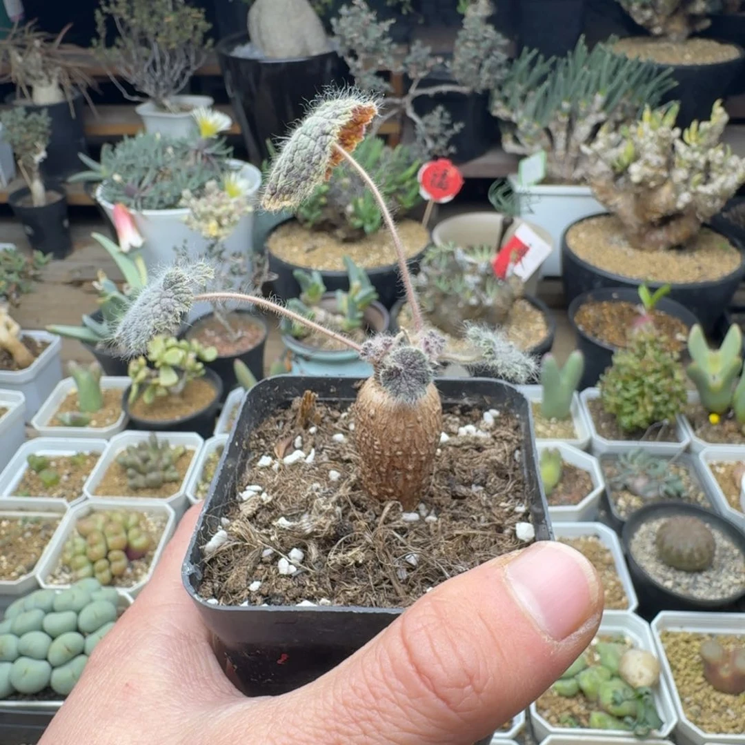 b***馨圆叶洋葵多肉。