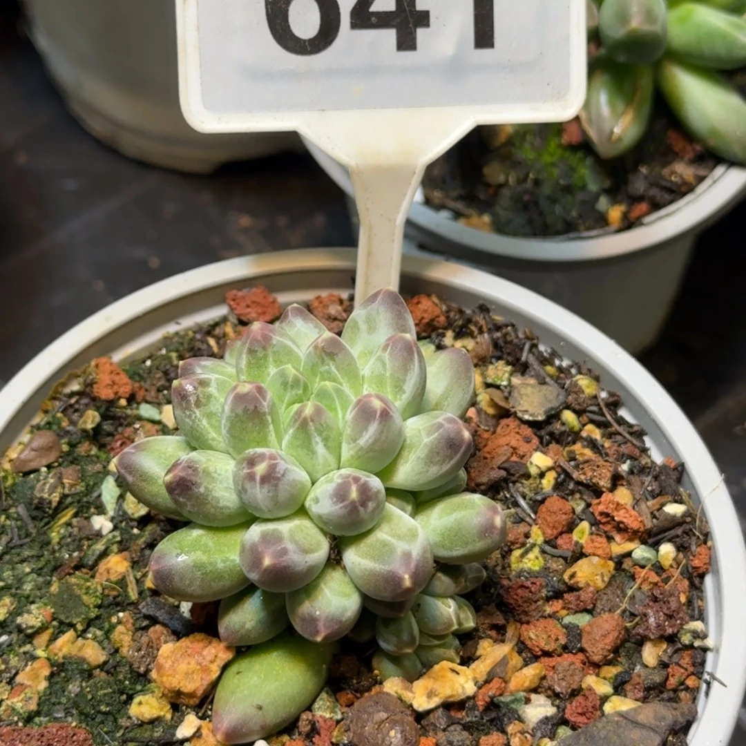 多肉植物申公豹641