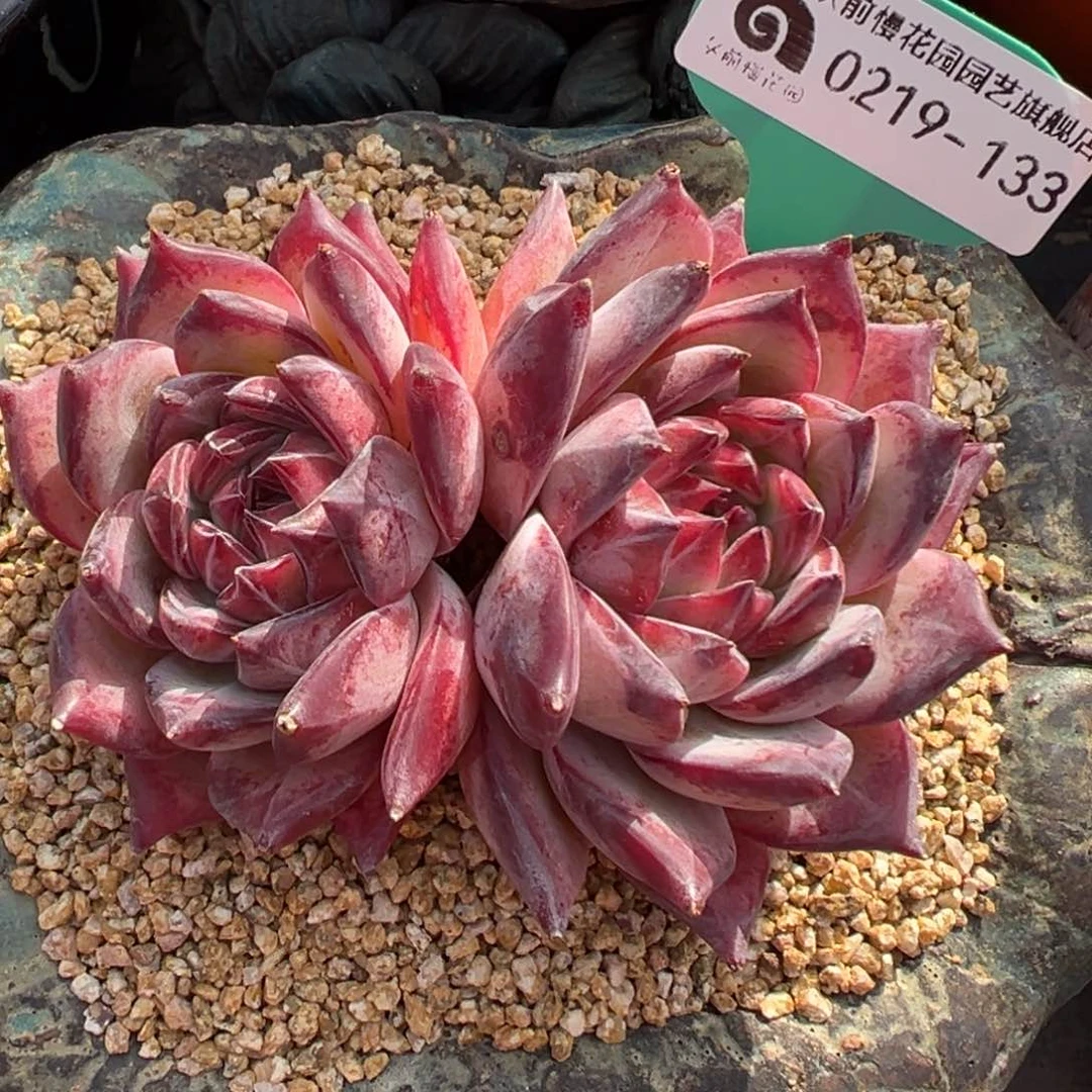 多肉一物一拍0219-133