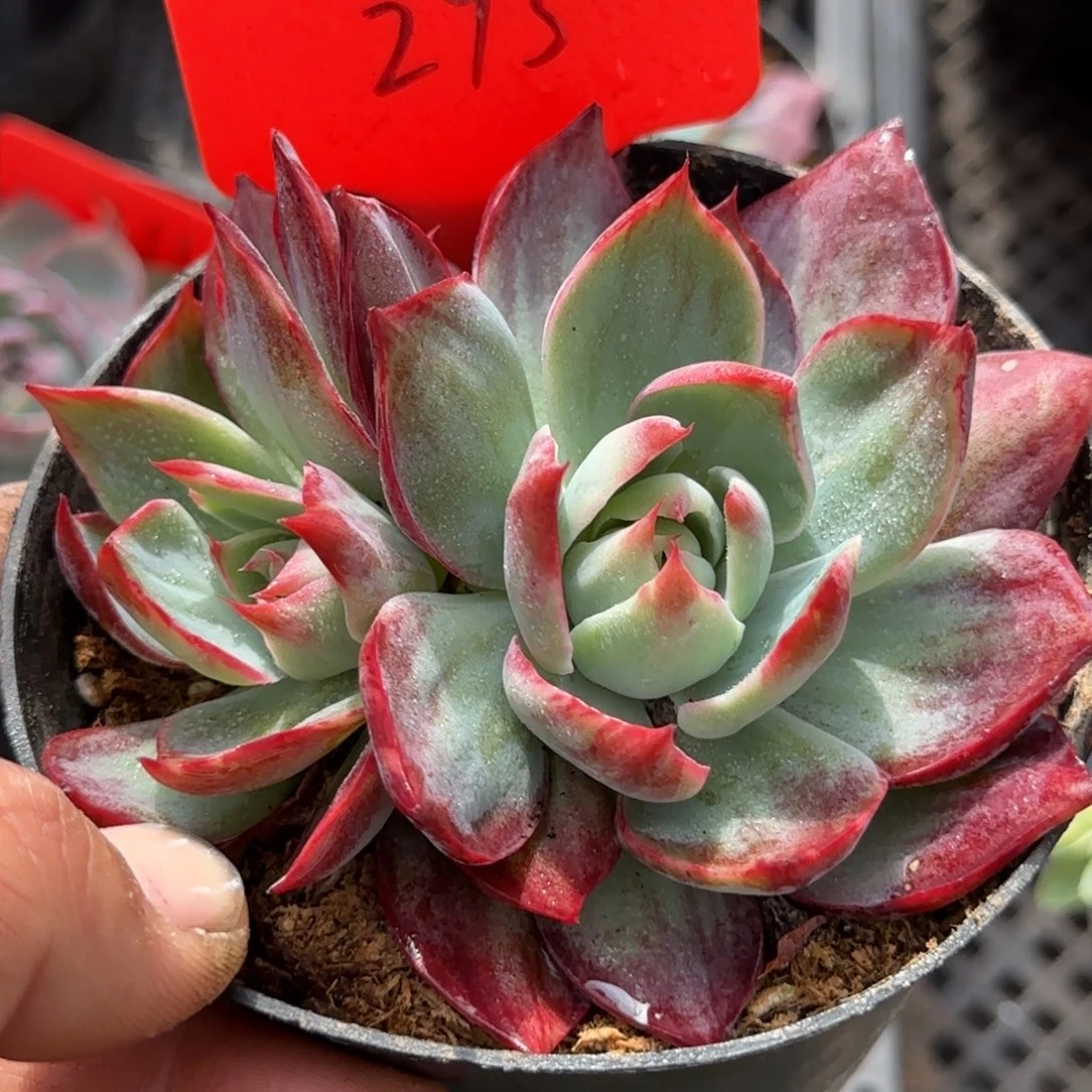 内外拉丝惊鸿一物一拍包装收缩花旱275