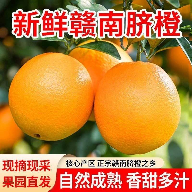 正宗江西赣南脐橙农家现摘新鲜水果产地直发应季甜橙果园直供