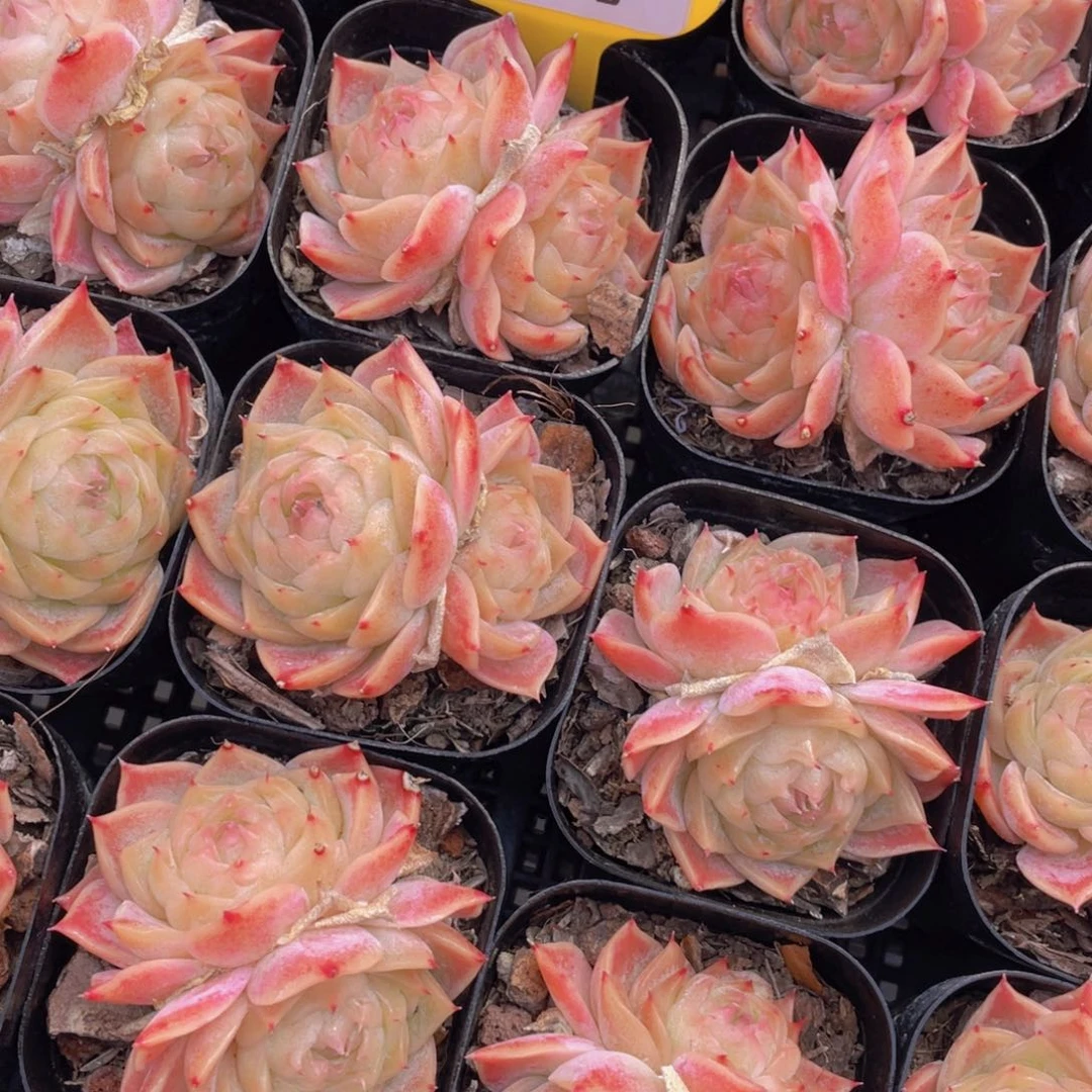 432号粉黛珍妮双头一个