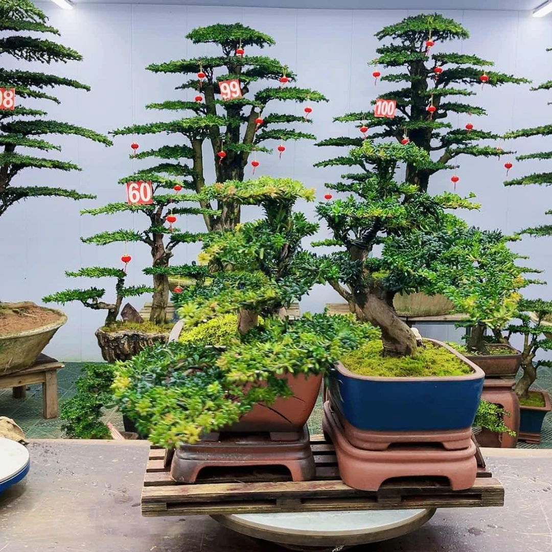 【闪购商品】罗汉松盆景艺术展等