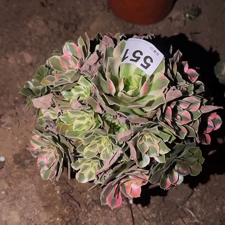 551男神多肉植物不售后