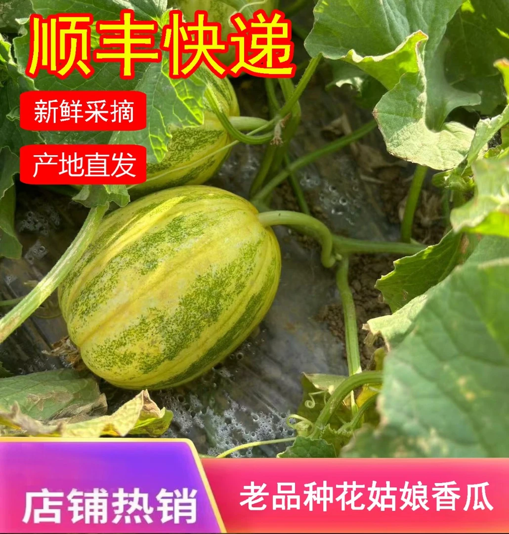 东北老品种花姑娘香瓜现摘现发香甜可口应季水果顺丰包邮