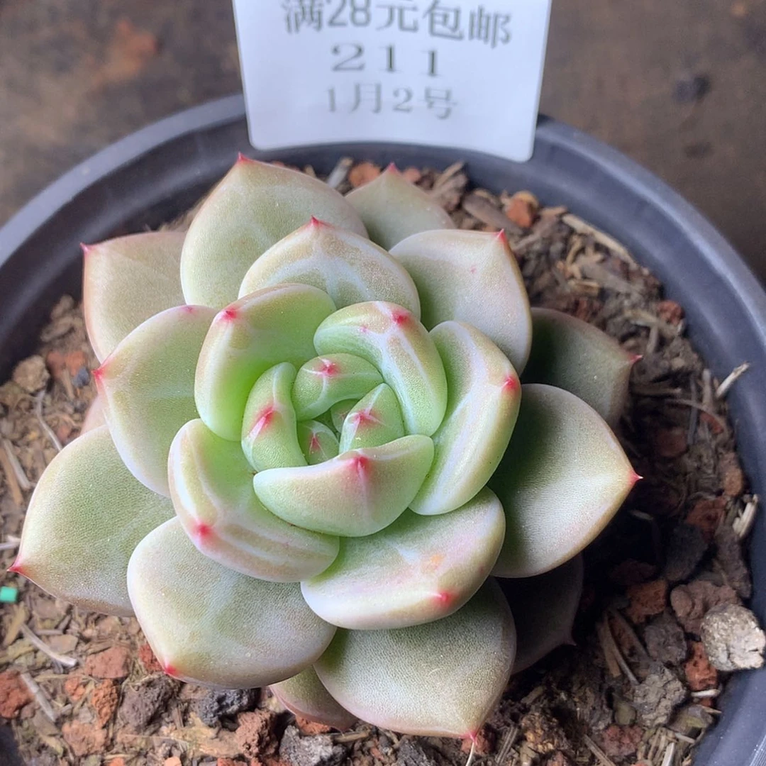 【闪购商品】云211号