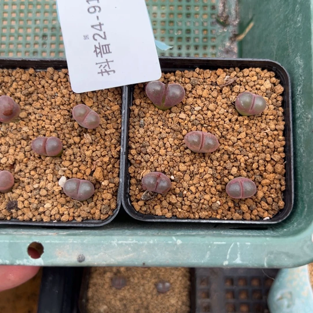 叶*24-91肉锥多肉植物，
