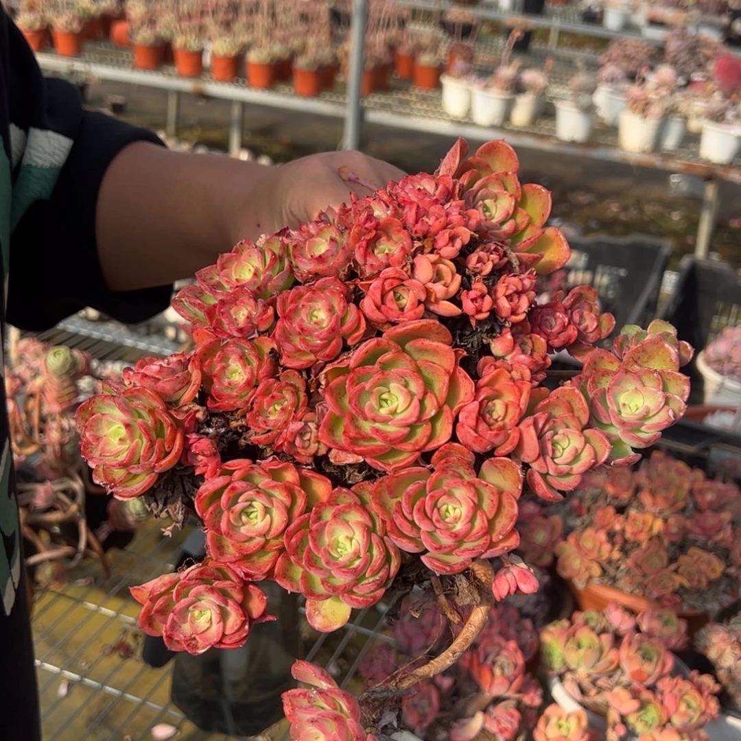 高贵老桩多肉植物