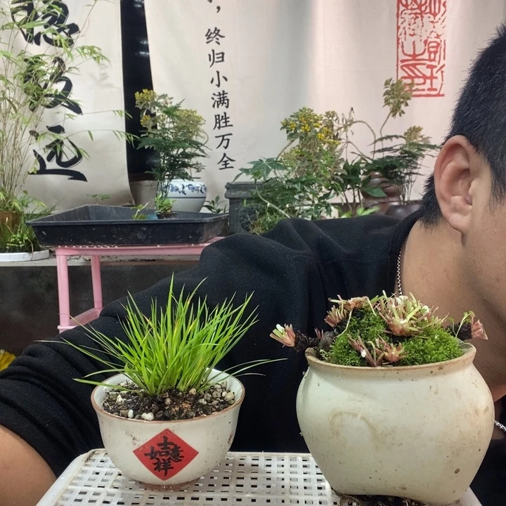 以实际为准盆景盆栽绿植74