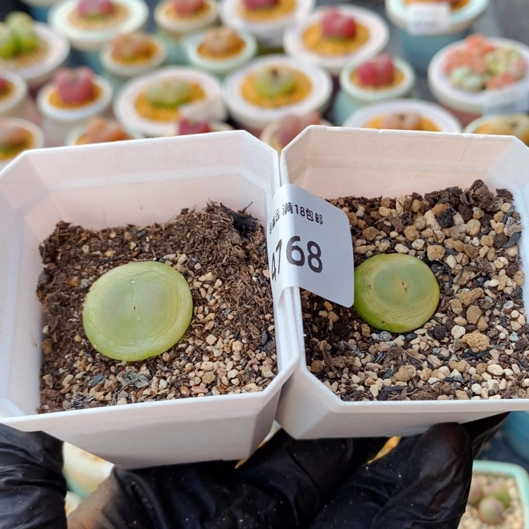 有***醺4768--一物一拍 带盆