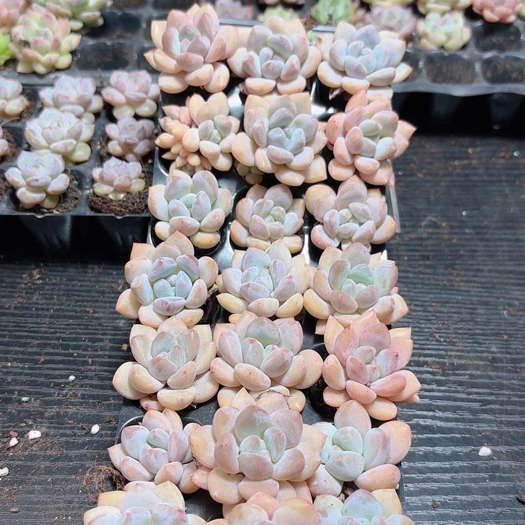 如图品质21颗香橙 新疆西藏内蒙不发货