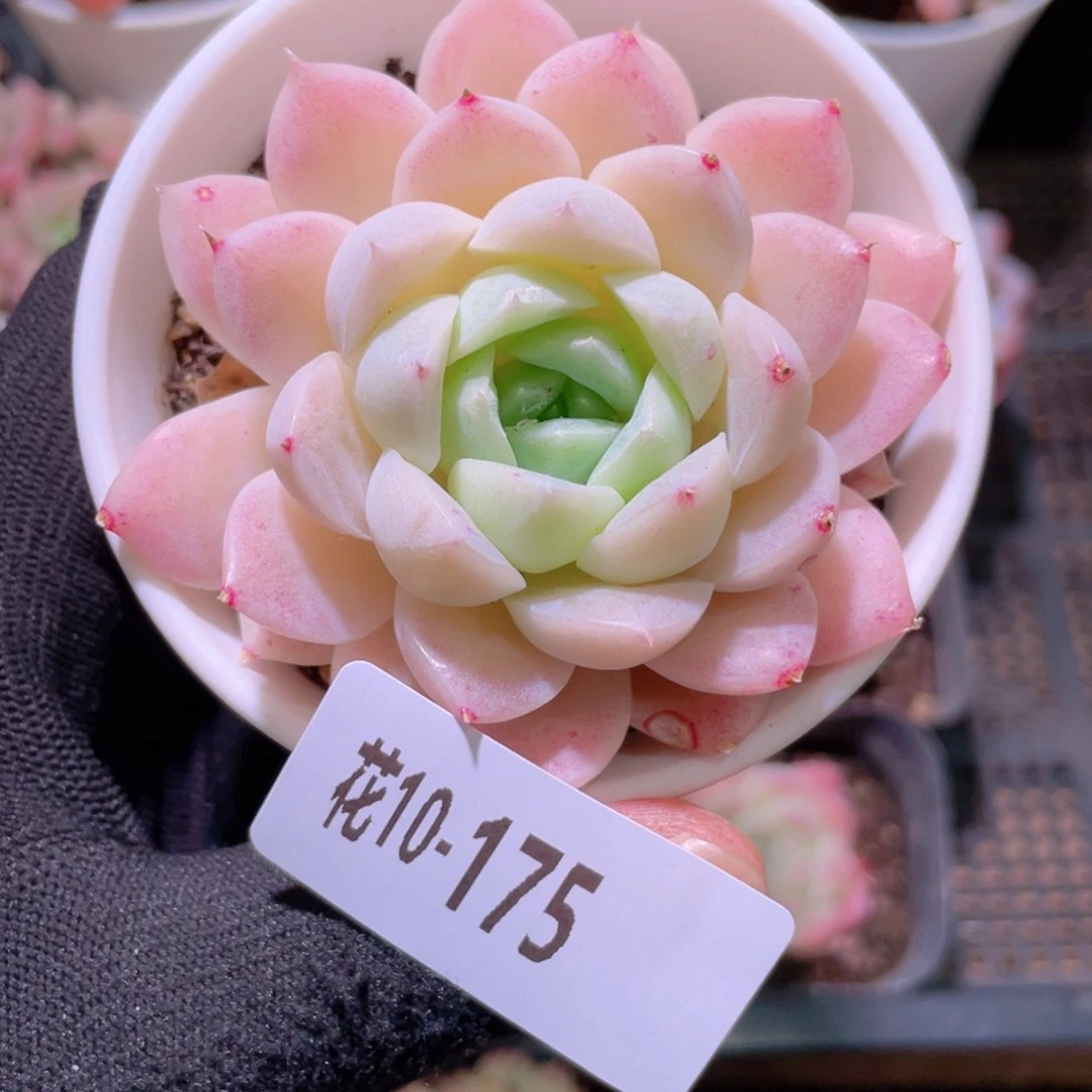 花利美10-175白冰雪