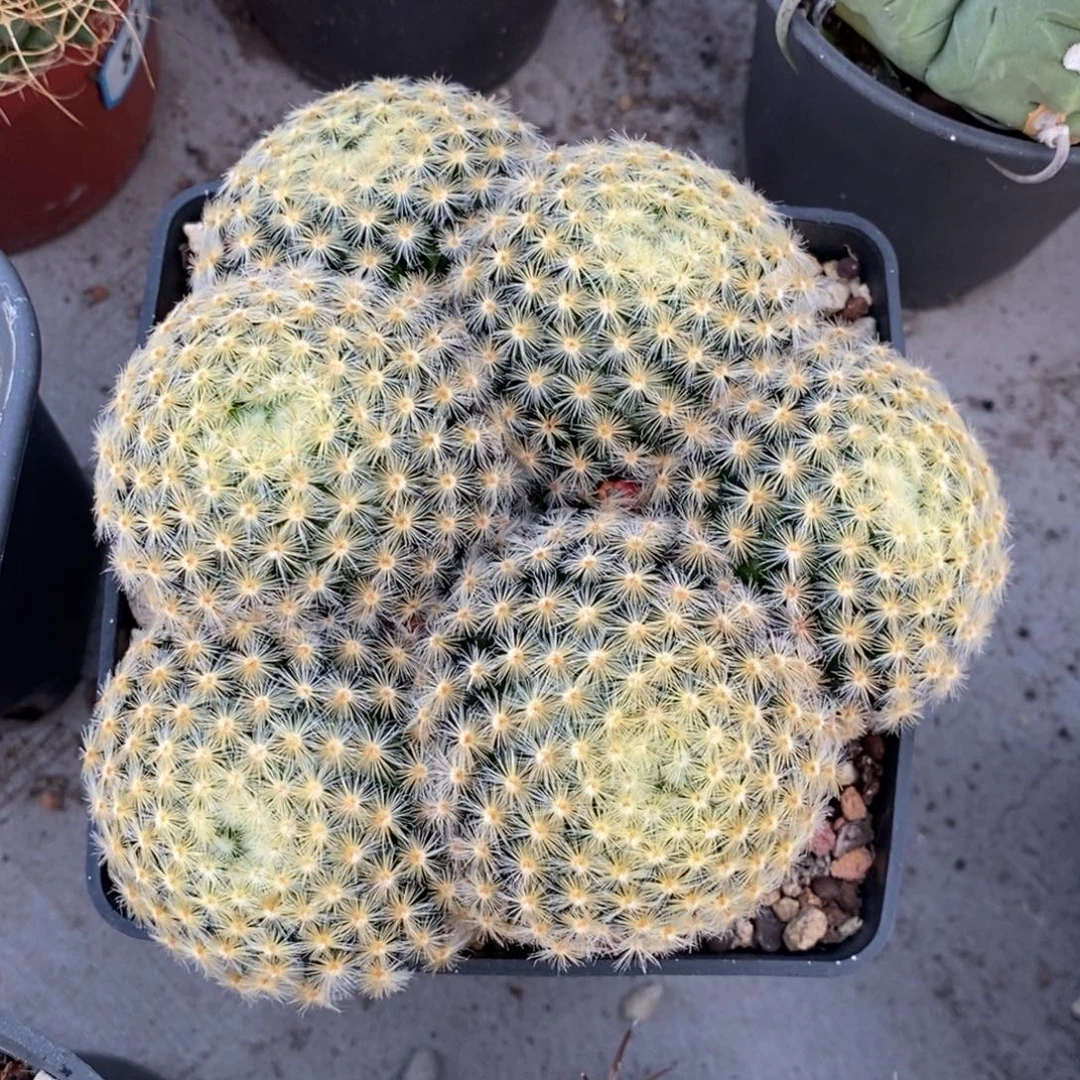 初****植播园艺优选明星群